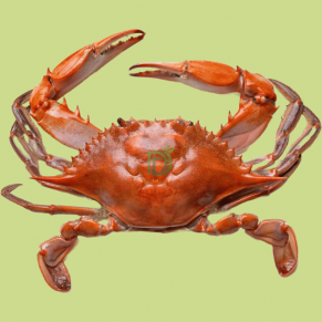 crabs